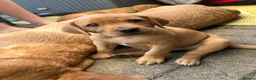 Labrador Retriever dogs for sale: Fox Red labrador puppies in Swindon - Advert 3