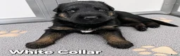 German Shepherd dogs for sale: 2 healthy straight back KC registered male GSP's  - Advert 30