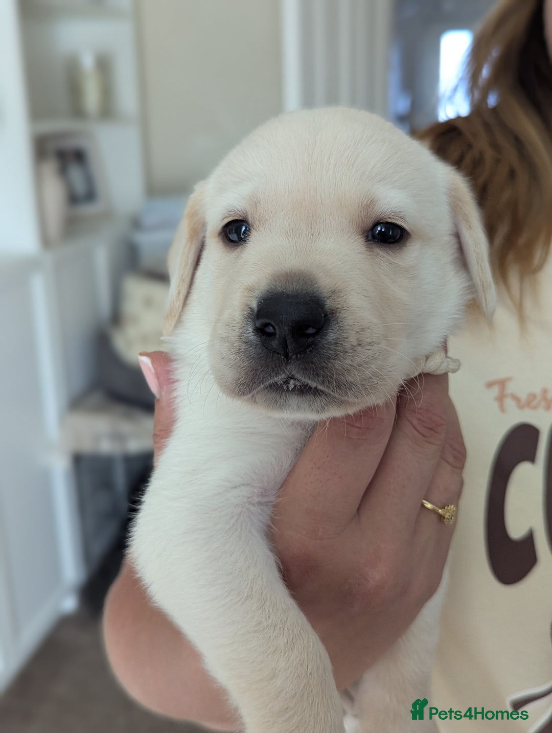 Labrador Retriever dogs for sale: Labrador puppies - Image 3