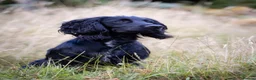 Cocker Spaniel dogs for stud: AT STUD Working Cocker - Advert 2