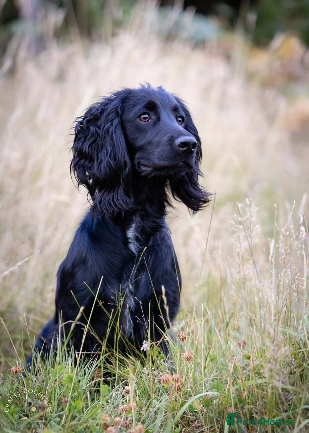 Cocker Spaniel dogs for stud: AT STUD Working Cocker - Advert 2