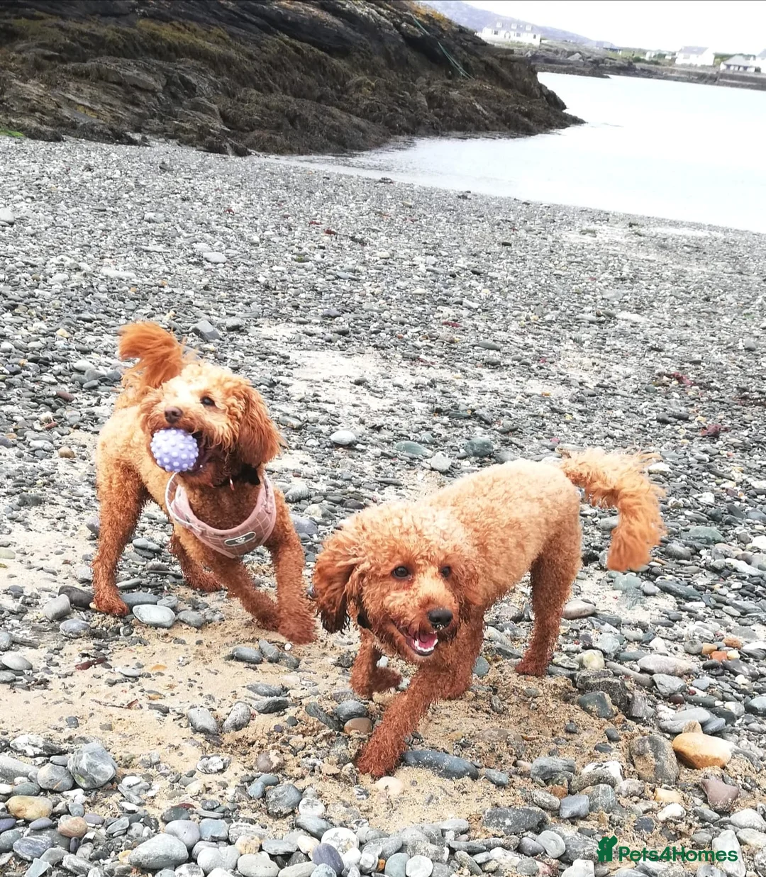 Miniature Poodle dogs for stud: Our Very handsome, charming Red Miniature Poodle  in Warrington - Advert 5
