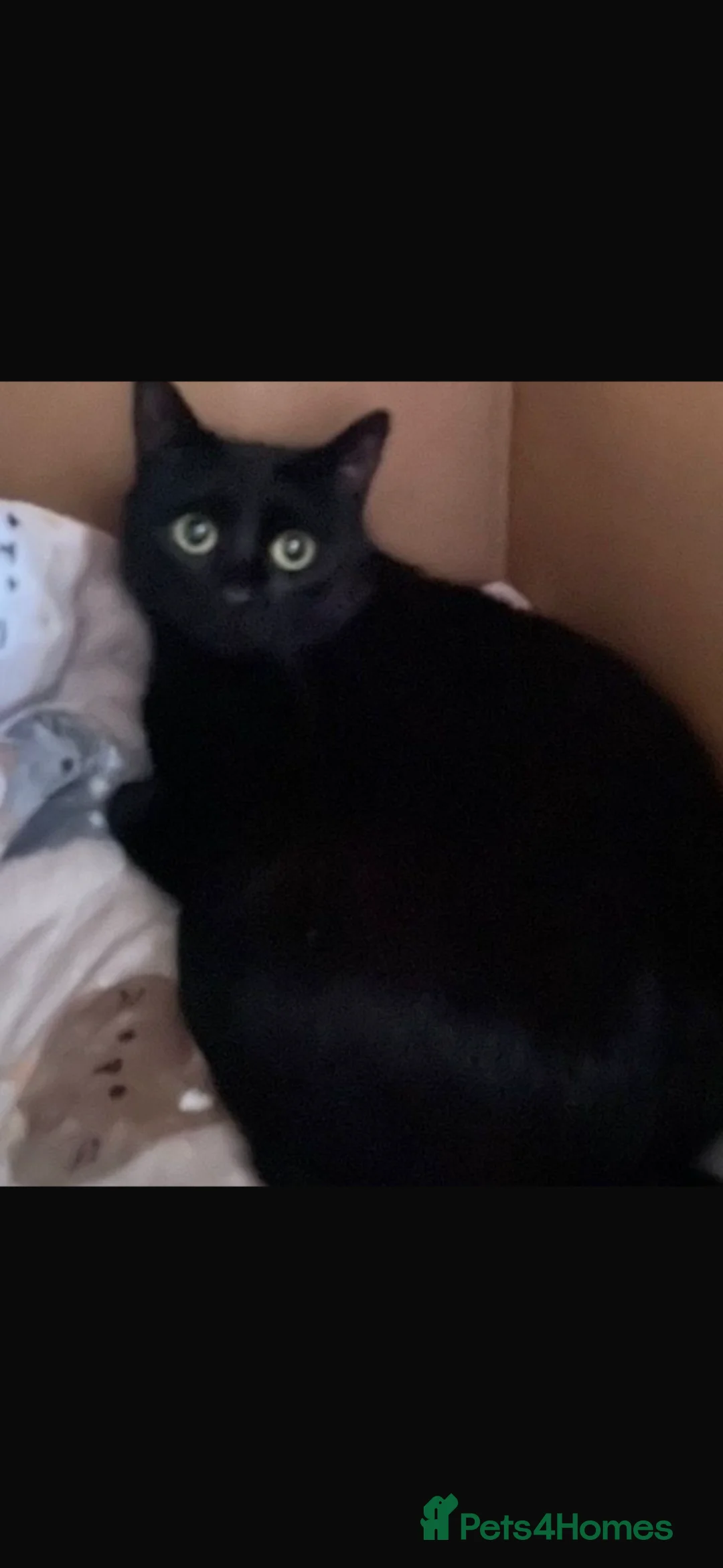 Mixed Breed cats for sale: Mother and baby - Advert 2