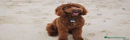 Cockapoo dogs for stud: Stunning Cockapoo For Stud in King's Lynn - Advert 1