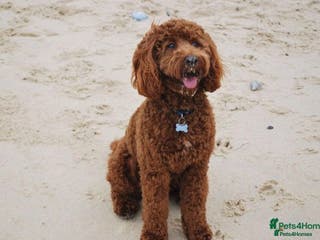 Cockapoo dogs Stunning Cockapoo For Stud in King's Lynn - Advert 2