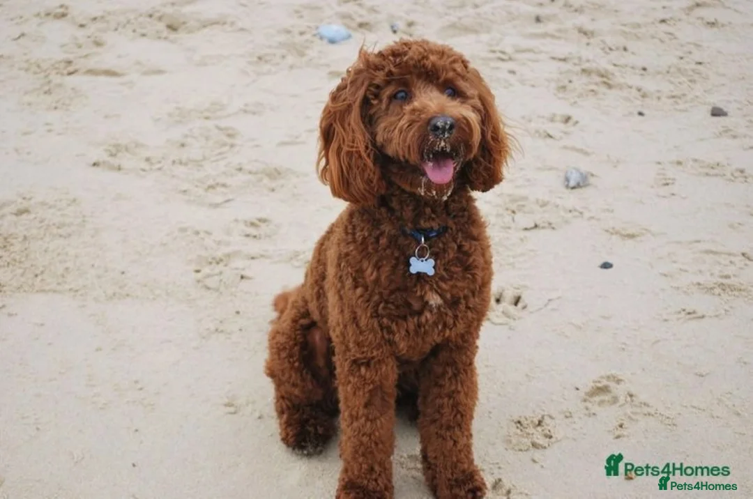 Cockapoo dogs for stud: Stunning Cockapoo For Stud in King's Lynn - Advert 1