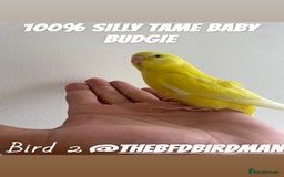 Budgerigars birds for sale: 100% SILLY TAME BABY BUDGIES - Advert 3