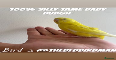 Budgerigars birds 100% SILLY TAME BABY BUDGIES - Advert 4