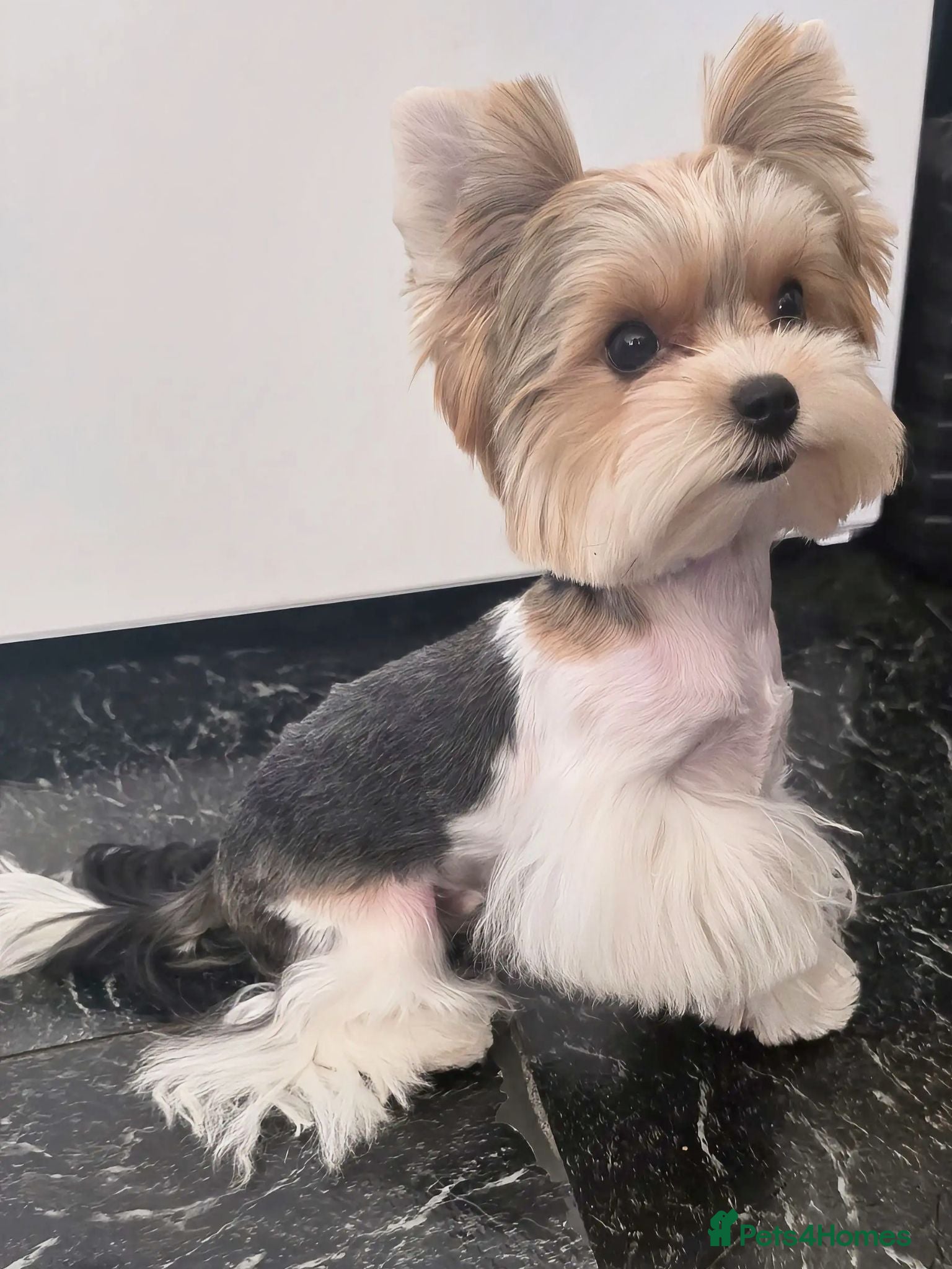 Yorkshire Terrier dogs Tiny Biewer terrier puppy - Advert 1