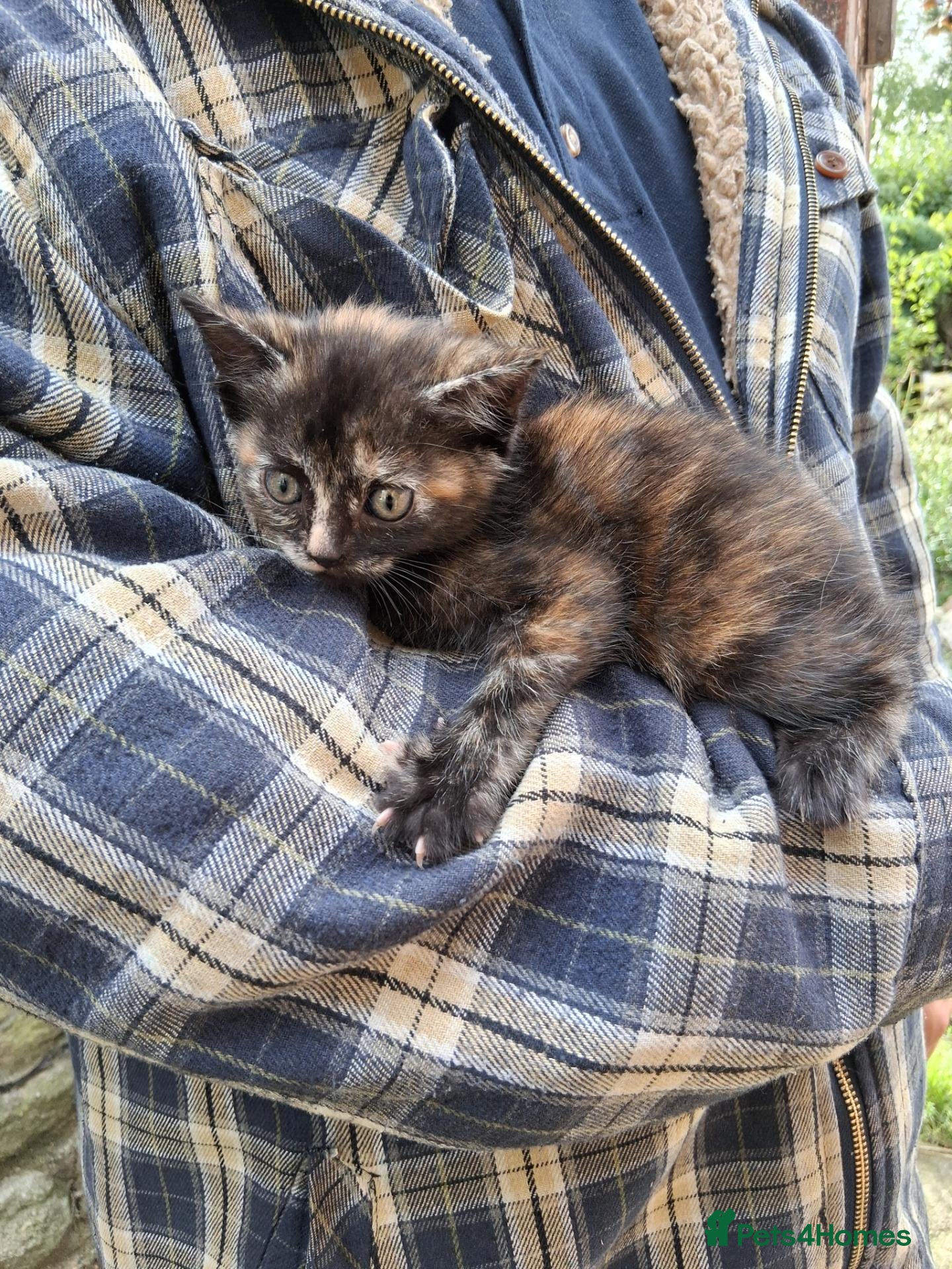 Mixed Breed cats Beautiful kittens looking for 5* homes - Advert 14