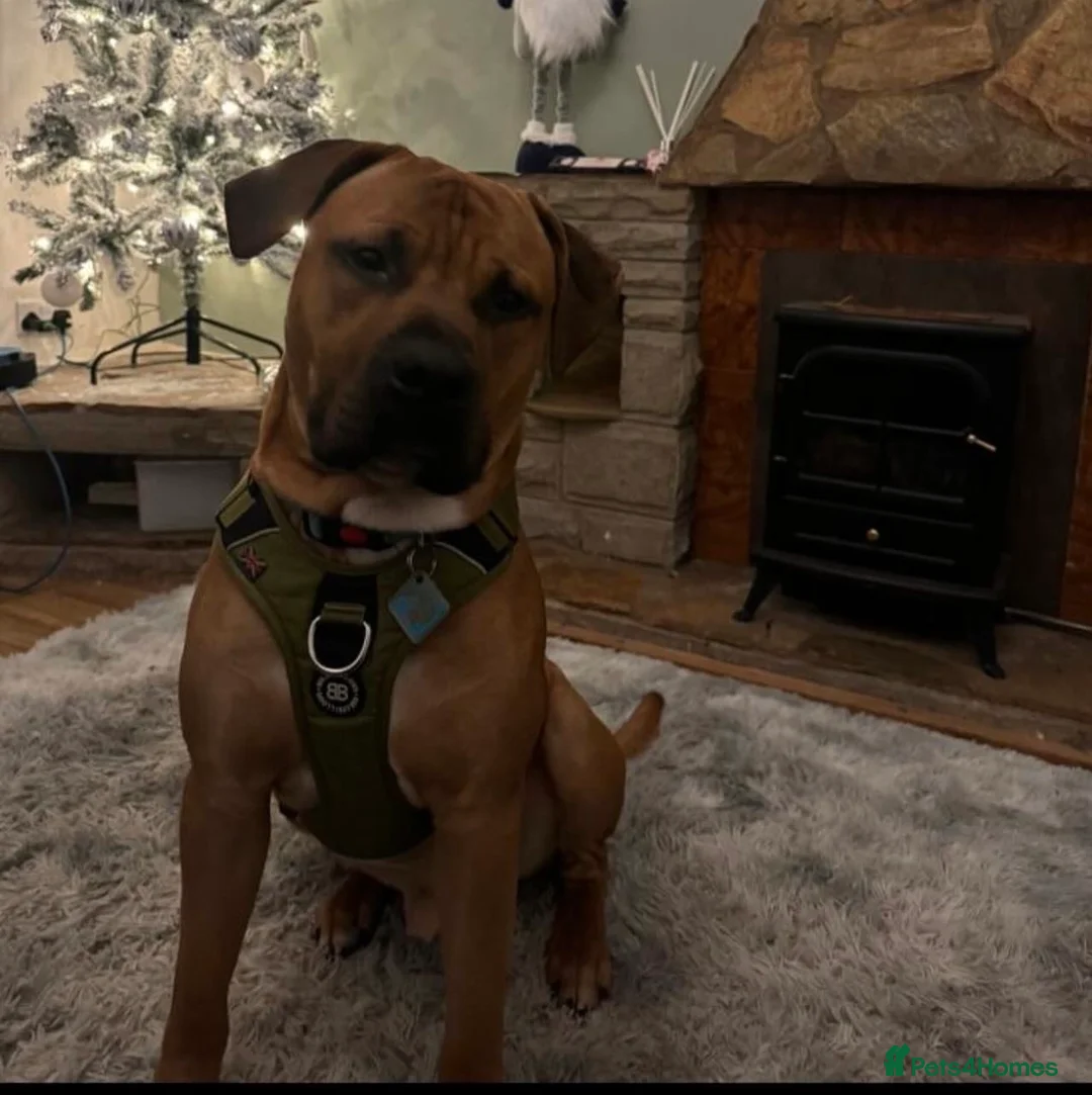 Mixed Breed dogs for sale: Boerboel cross, loyal male experienced homes only - Advert 3