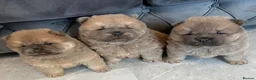 Chow Chow dogs for stud: Champion lines Cinnamon Chow Chow Stud 🦁 - Advert 4