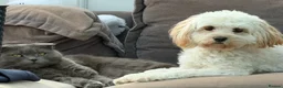 Cavapoo dogs for sale: Cavapoo 2 years old  - Advert 2