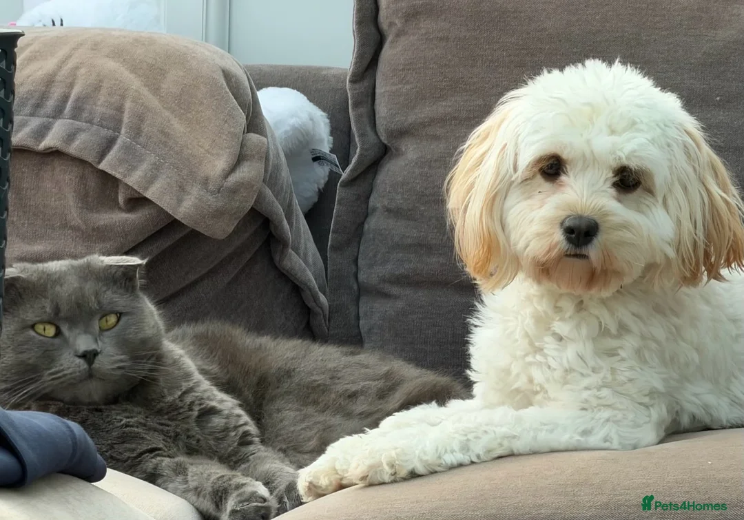 Cavapoo dogs for sale: Cavapoo 2 years old  - Advert 2