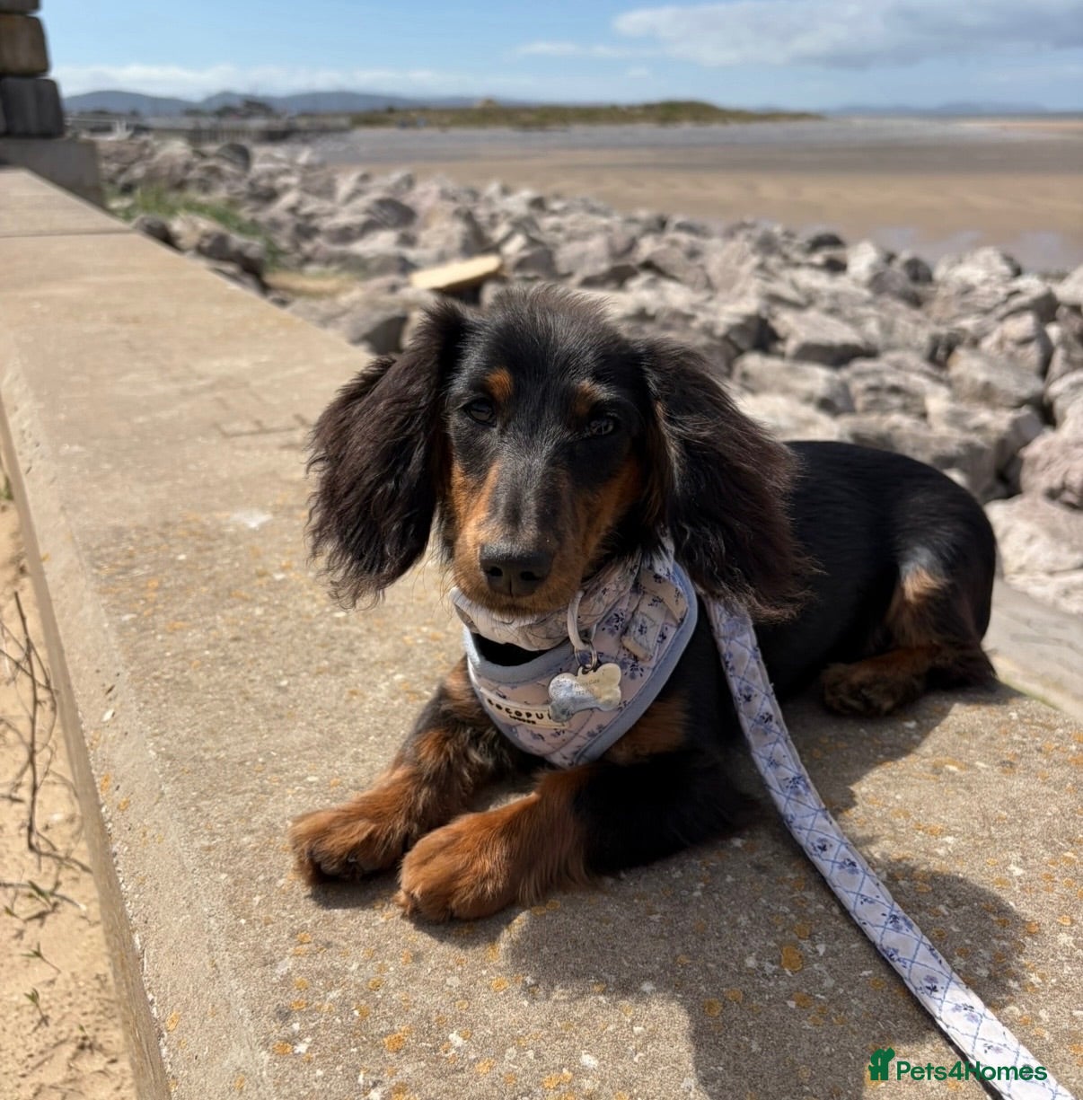 Miniature Dachshund dogs KC registered long-haired miniature dachshund - Advert 9