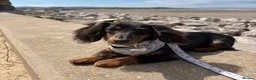 Miniature Dachshund dogs for sale: KC registered long-haired miniature dachshund - Advert 1