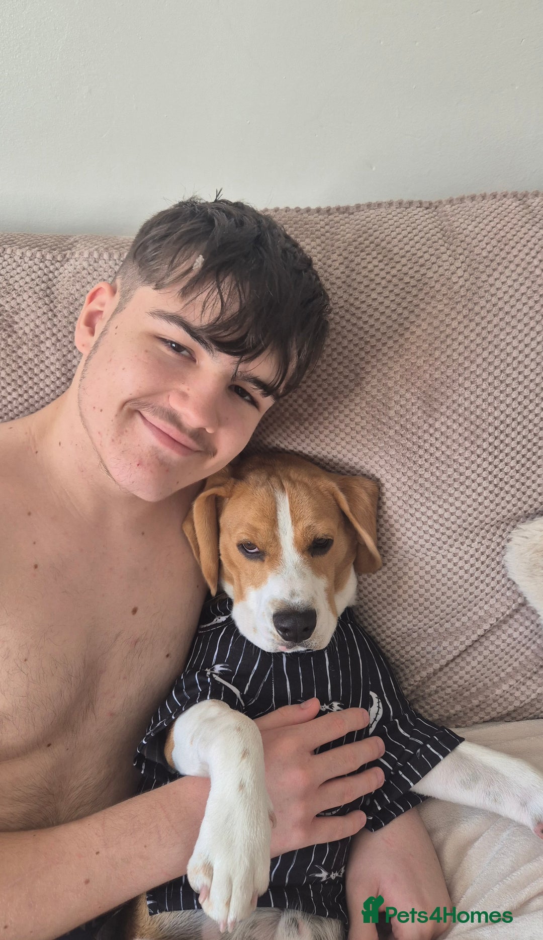 Beagle dogs for sale: 9 mouths old puppy beagle  - Image 5