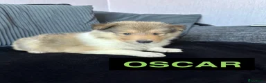 Oscar