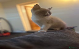 British Shorthair cats for sale: British shorthair kittens - Image 9