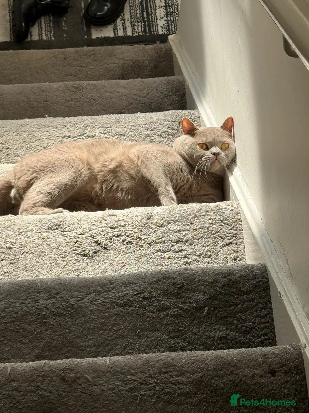 British Shorthair cats for sale: British shorthair male  in Motherwell - Advert 2