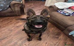 German Shepherd dogs for sale: gorgeous kc reg working blood line German Shepard  - Image 40