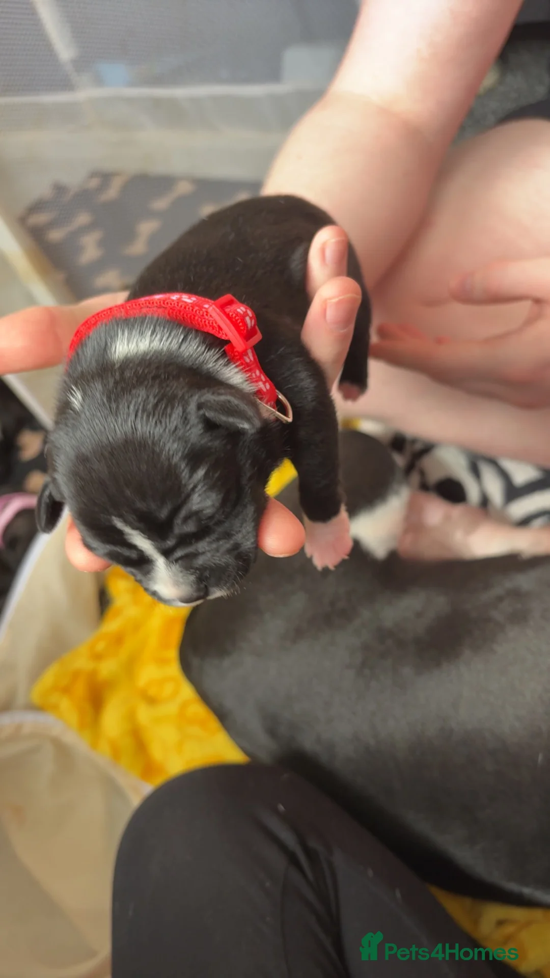 Staffordshire Bull Terrier dogs for sale: Last little girl - Advert 2