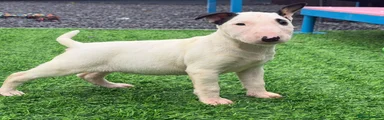 English Bull Terrier 3