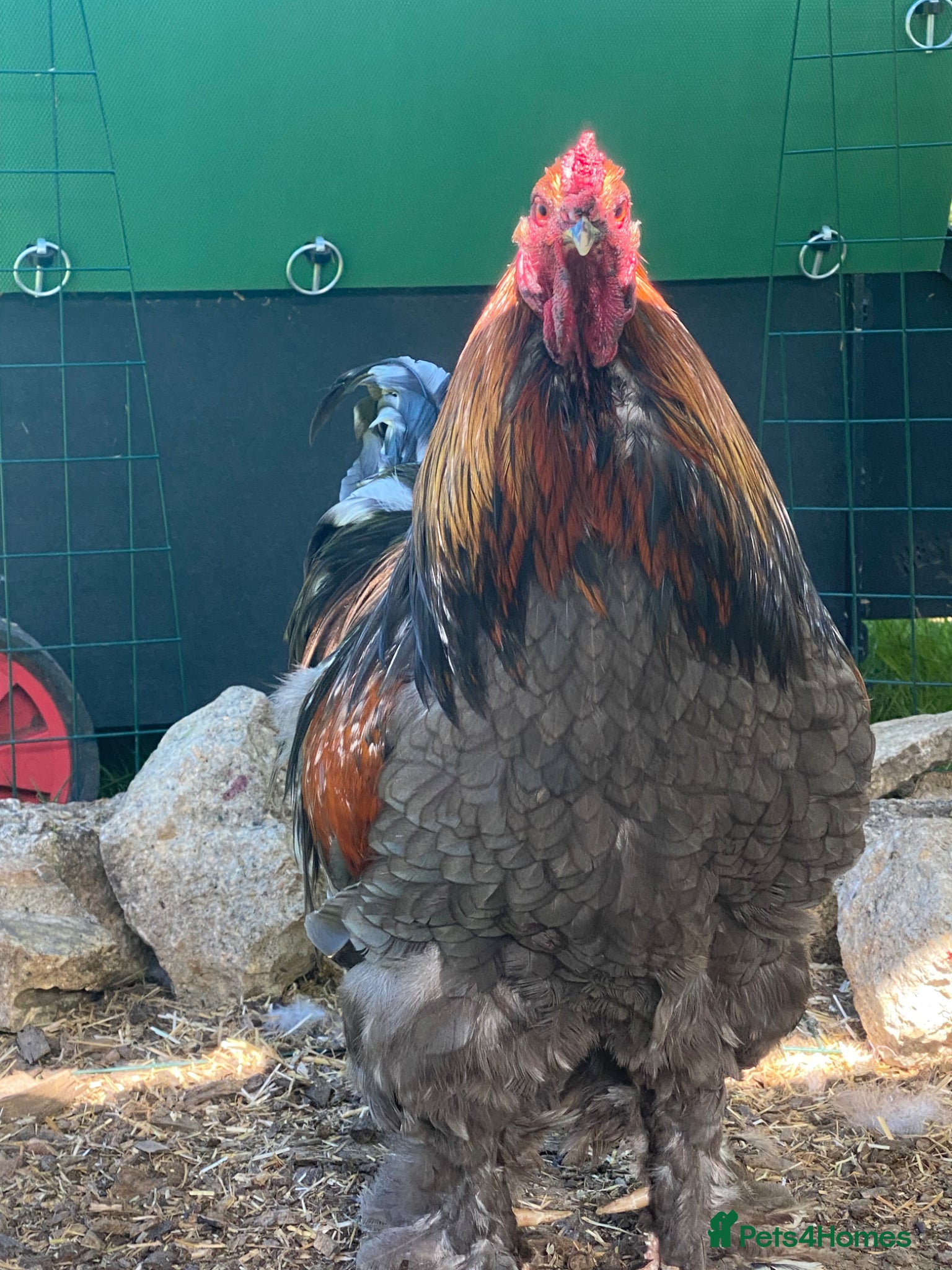 Chickens poultry Chunky Brahma cockerel needs new home - Advert 1