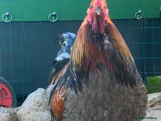 Chickens poultry Chunky Brahma cockerel needs new home - Advert 11