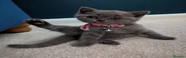 British Shorthair Kitten 3