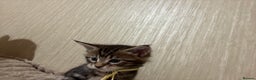 Maine Coon cats for sale: Maine Coon Type Kittens — Fluffy, Friendly - Advert 16