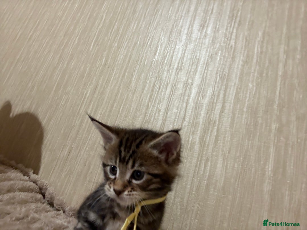 Maine Coon cats for sale: Maine Coon Type Kittens — Fluffy, Friendly - Advert 16