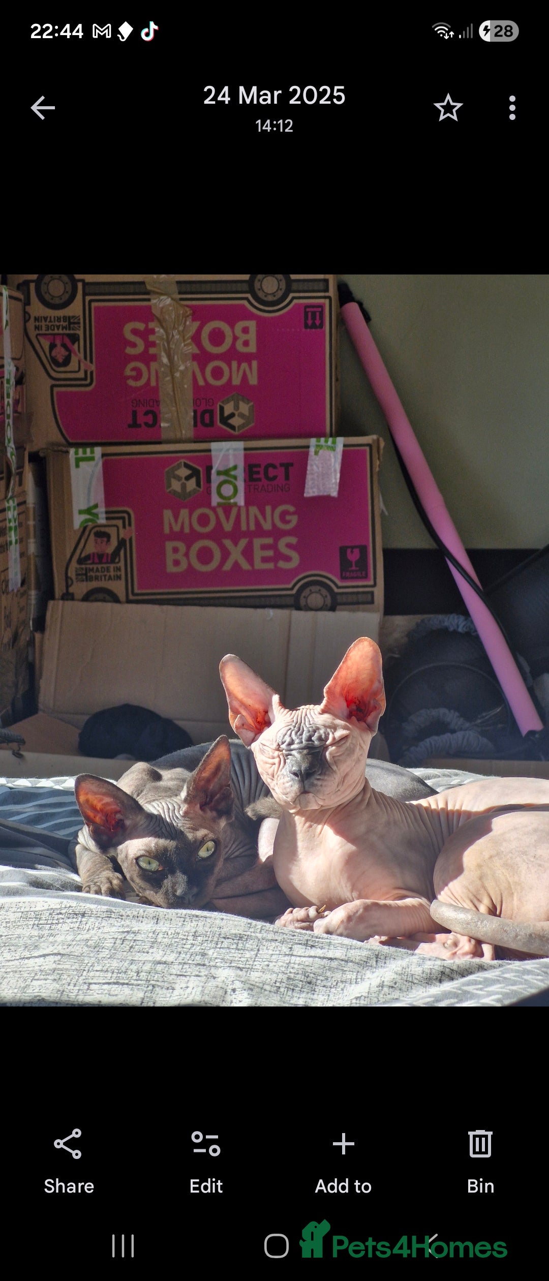 Sphynx cats for sale: 1 year old male sphynx  - Advert 9