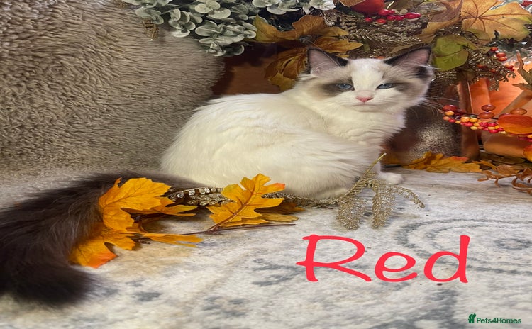 Ragdoll cats - Advert 2