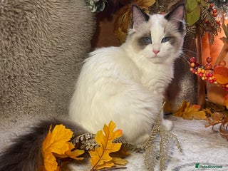 Ragdoll cats - Advert 6