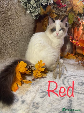 Ragdoll cats - Advert 2