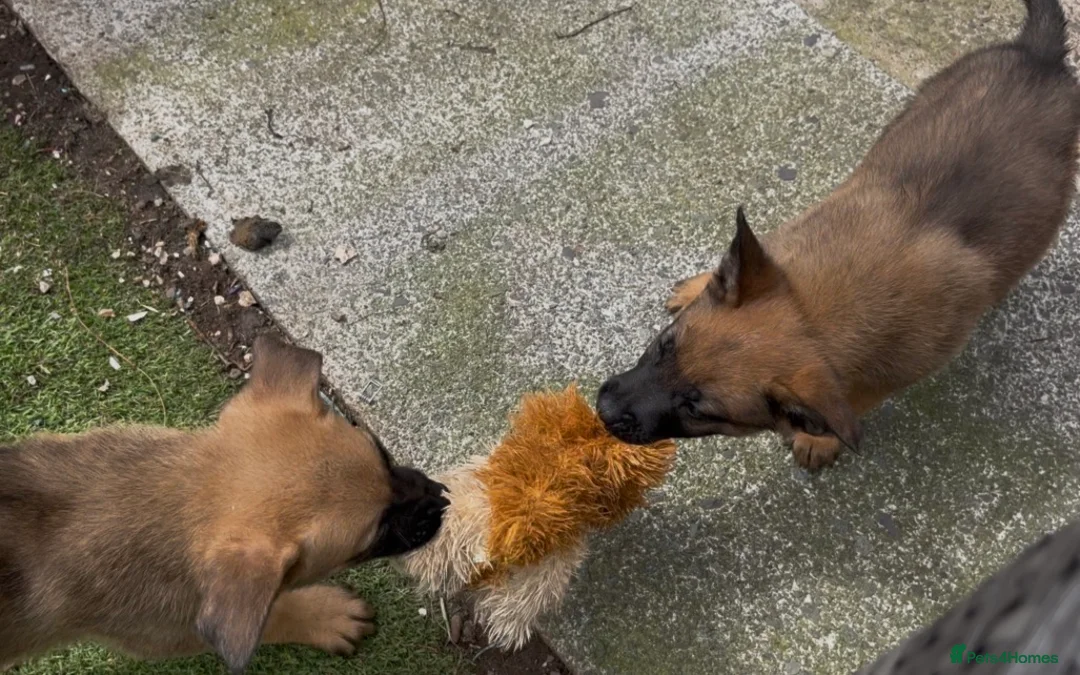 Mixed Breed dogs for sale: Litter of 10 Gsd X Mal  - Advert 2