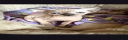 Sphynx cats for sale:  Sphynx Kittens with sky blue eyes  - Advert 4