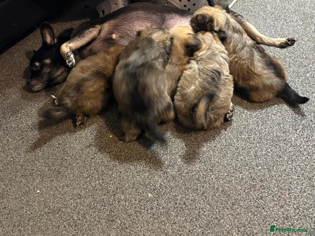 Mixed Breed dogs for sale: Lhasa frenchie puppies  - Advert 11