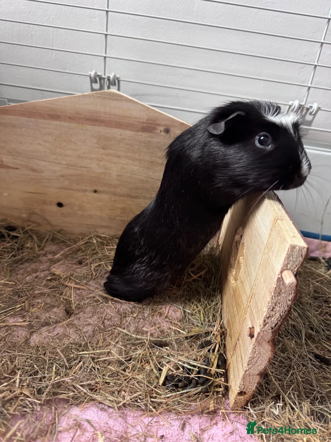 Guinea Pig rodents for sale: 2x guinea pigs with cage and accessories  - Advert 7