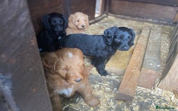 Aussiedoodle dogs for sale: Last Boy AussieDoodle Fully Vaccinated/Vet checked - Image 21