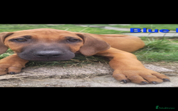 Rhodesian Ridgeback dogs for sale: KC reg chunky handsome pups - Image 21