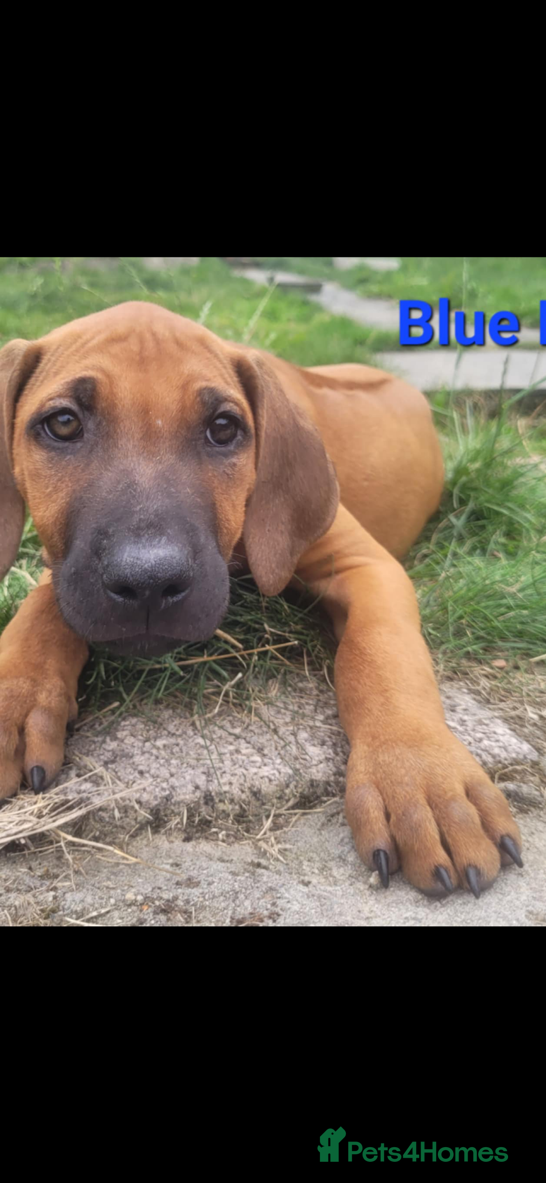 Rhodesian Ridgeback dogs for sale: KC reg chunky handsome pups - Image 21