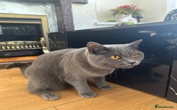 British Shorthair cats for sale: British short hair cat - Image 4