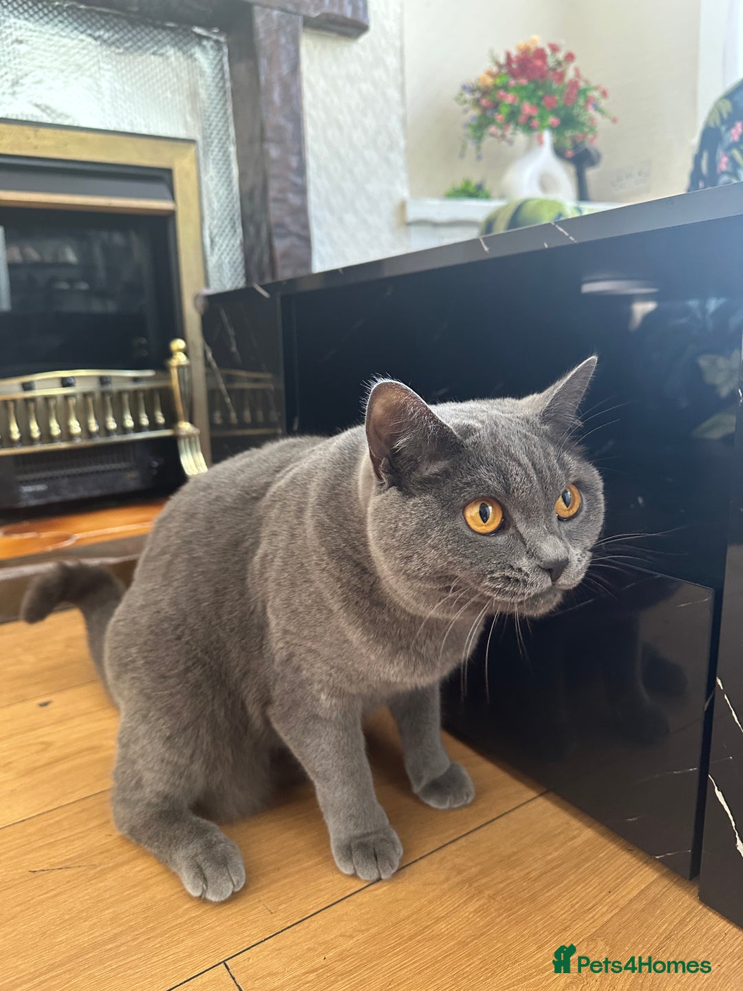 British Shorthair cats for sale: British short hair cat - Image 4