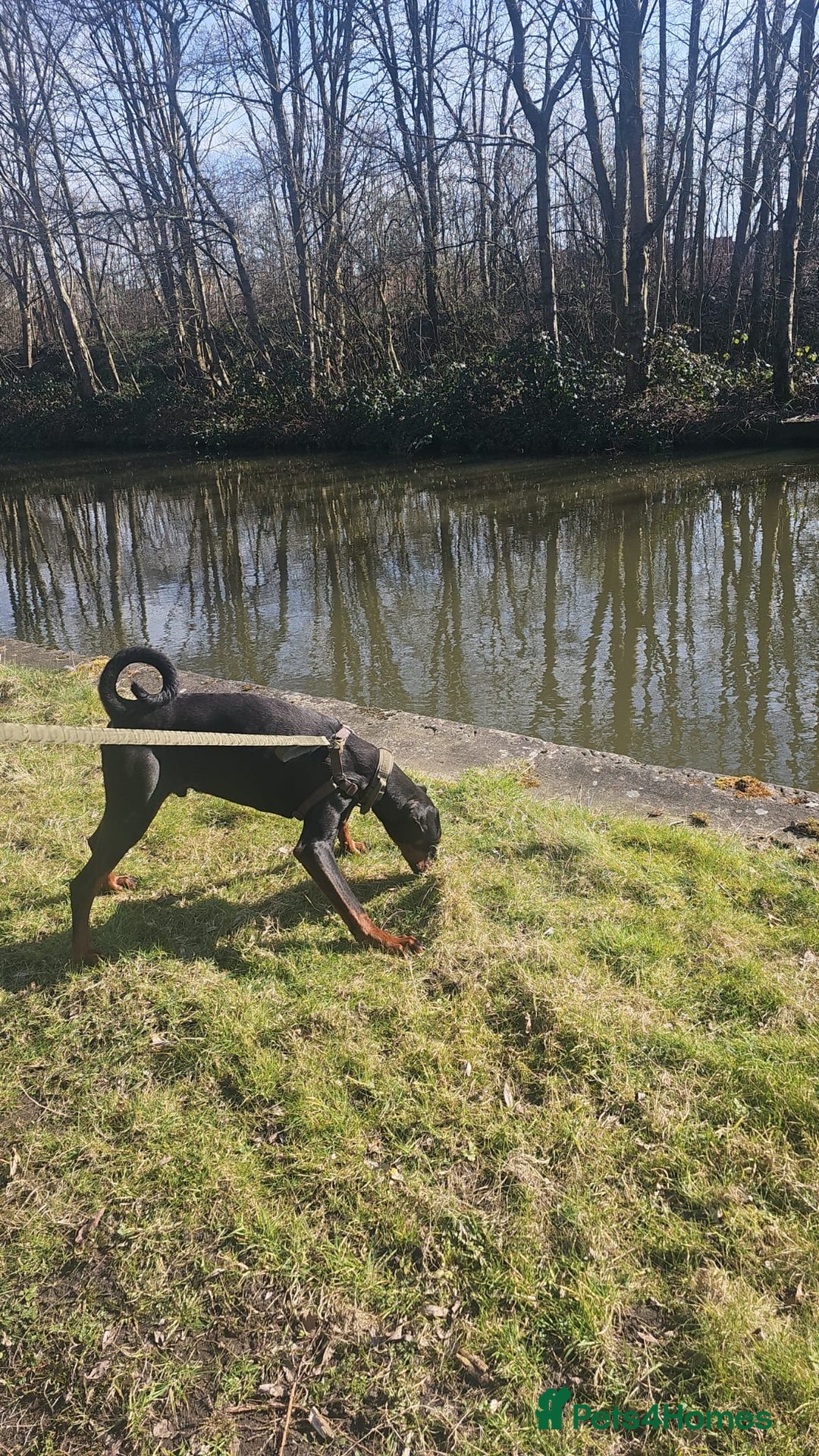 Dobermann dogs for sale: Doberman - Image 3