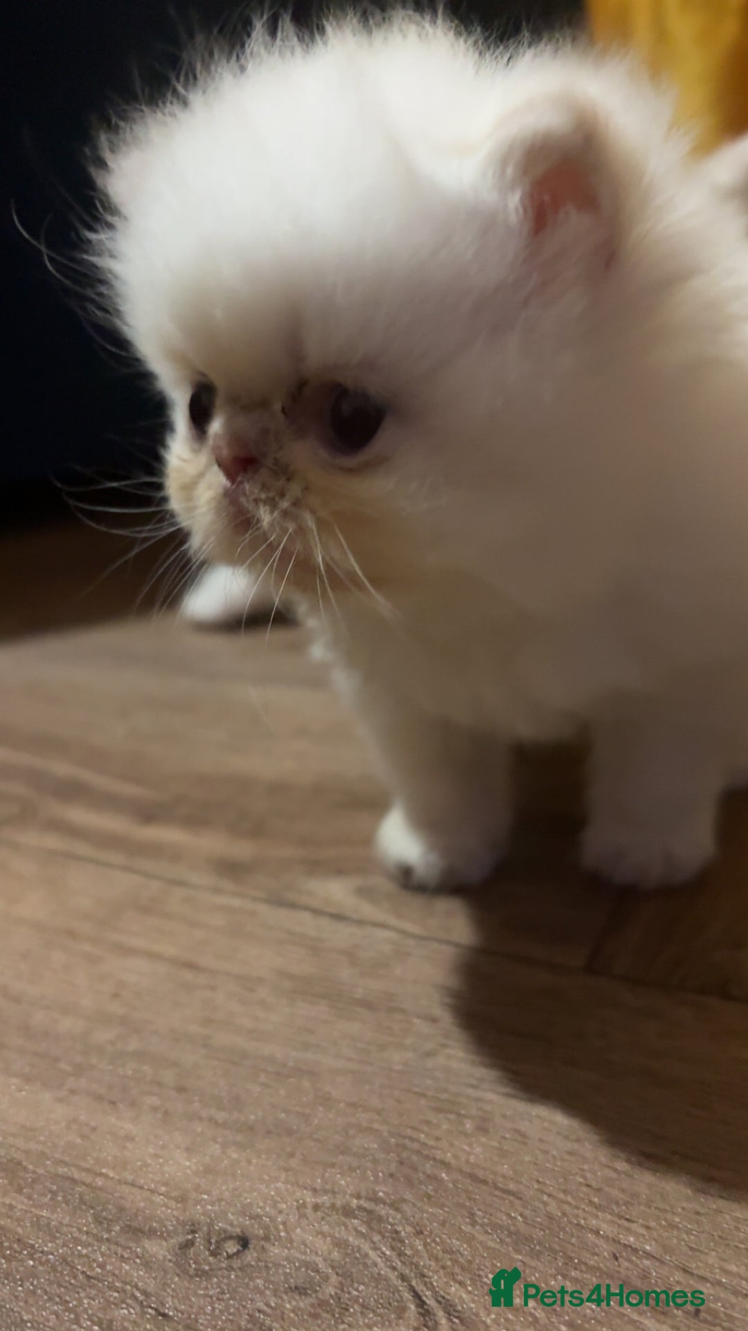 Persian cats for sale: Flame point twins - Advert 7