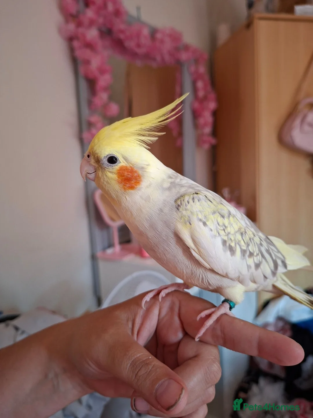 Cockatiels birds for sale: 2 Silly tame girl cockatiels plus all they need - Advert 1