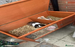 English Lop rabbits for sale: 2x rabbits for sale - both girls  - Image 4