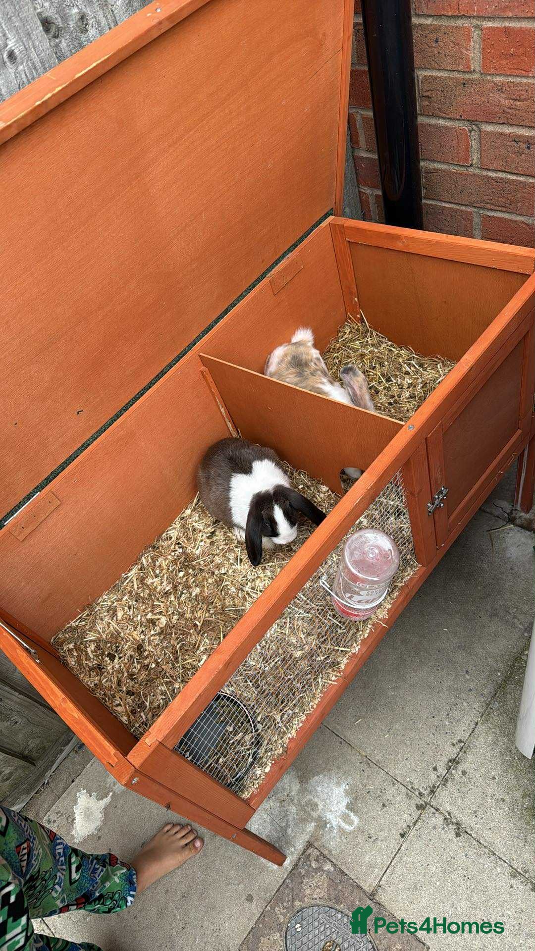 English Lop rabbits for sale: 2x rabbits for sale - both girls  - Image 4